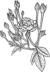 Hand drawn rose buds