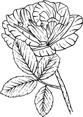 Hand drawn blossom rose