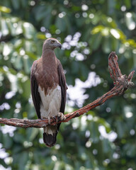 gray headed fish eagle looking left hand side