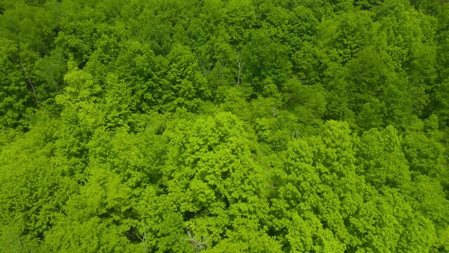 Flying over a forest during the middle of summer.