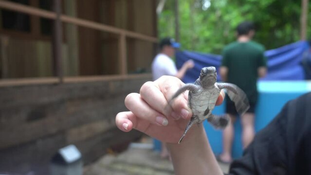Baby Turtle