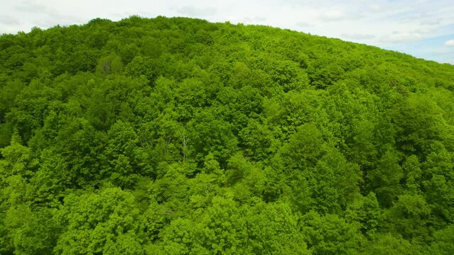 Flying over a hillside forest during the middle of summer.