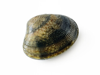 【白背景】春の味覚　獲れたて新鮮な浅利