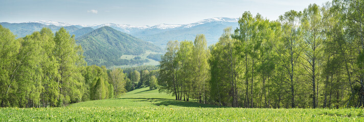 Spring green of forests and meadows, rural landscape, a sunny day	