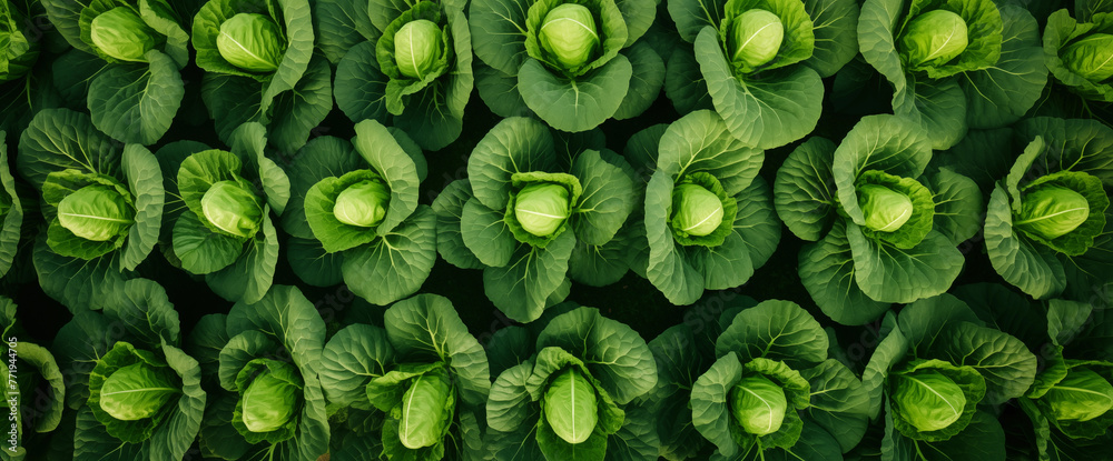 Wall mural cabbage field green farm