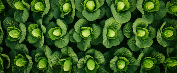 Cabbage field green farm  - obrazy, fototapety, plakaty