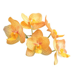 Vibrant yellow flowers contrast beautifully with the transparent background