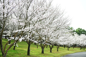 道の脇に並んで咲く桜