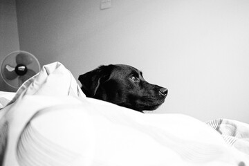 Profile of a Borador Dog in blankets