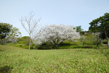 満開の綺麗な大島桜の風景