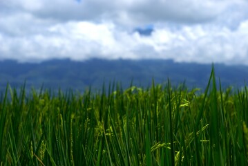 rice plant in the farm field with mountain as background