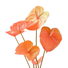 Vibrant orange flowers contrast beautifully against a transparent background