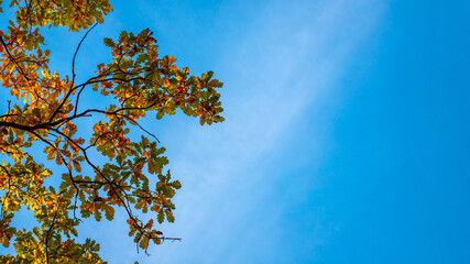 Yellow leaves of tree crowns against a background of blue sky on an autumn sunny day. In the park. - 771949750