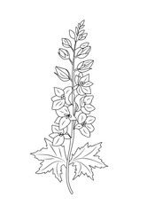 Larkspur flower line art vector illustration isolated. Delphinium Hand drawn botanical black sketch. July birth month flower for wall art, jewelry, tattoo, logo, packaging design, wedding invitation.