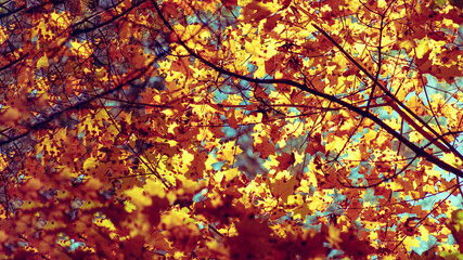 Texture of maple autumn leaves on a sunny day. Autumn background. - 771951714