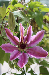 Blooming pink clematis flower.