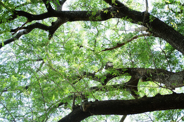 Tropical Rain Tree or East Indian Walnut large branch Shady in the park