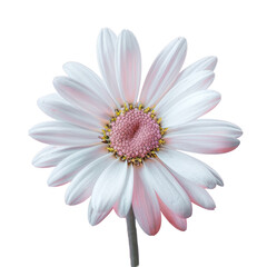 A white flower with a pink center stands out against a transparent background