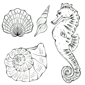 Set of seashells and underwater animals. Hand drawn graphic illustration. Drawn in black ink in sketch style. Isolated on white background, design for packaging and children's coloring books