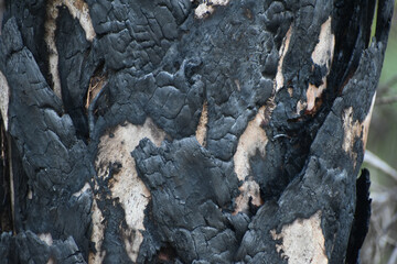 charred tree trunks burnt from a fire