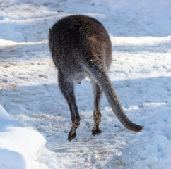 Kangaroo on white snow in winter - obrazy, fototapety, plakaty