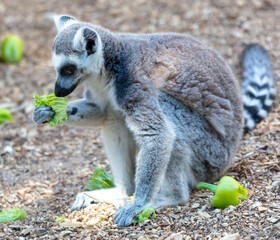 Lemur eats vegetables at the zoo
