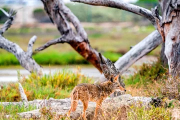 Muurstickers coyote in the wild  © focusedon4