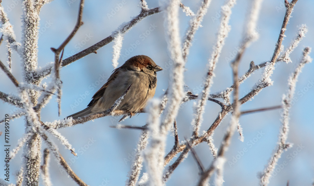 Sticker sparrows on snowy tree branches in winter