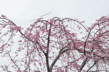 枝垂れ桜が春の心地よい風に靡く