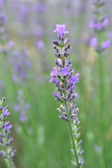 紫色のラベンダーの花が咲いています