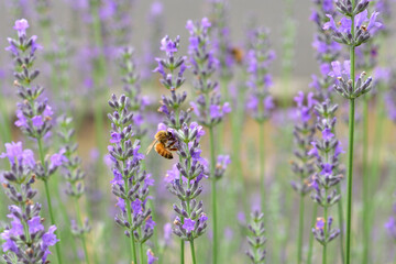ラベンダー畑で蜜を集めるミツバチ