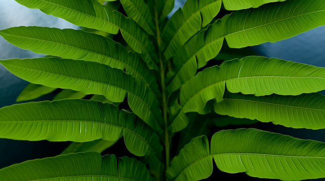 green leaves background  high definition(hd) photographic creative image