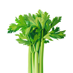 Celery, a herbaceous plant, stands out against a transparent background