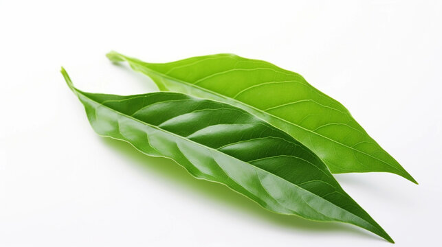 fresh leaves  high definition(hd) photographic creative image