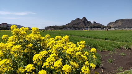 日本・栃木県の岩舟山と菜の花