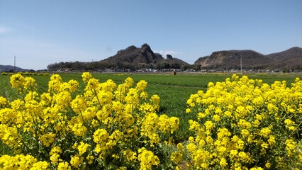 日本・栃木県の岩舟山と菜の花