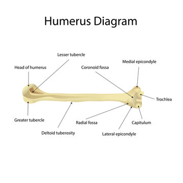 Humerus Diagram Humerus Labeled Diagram
