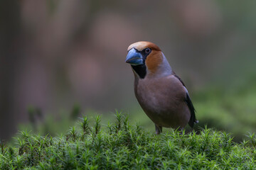 Beautiful Hawfinch (Coccothraustes coccothraustes) in the forest of Noord-Brabant in the Netherlands.                            