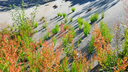 Grass and flowers growing in sandy meadow