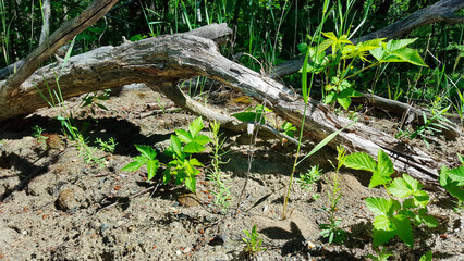 Dead branches in the meadow
