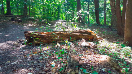 Fallen tree trunk in the forest 2