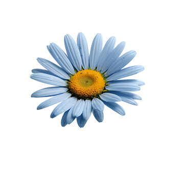Daisy flower PNG image on a transparent background, Lily image isolated on transparent png background