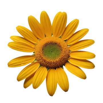 Daisy flower PNG image on a transparent background, Lily image isolated on transparent png background