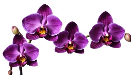 Fototapeta na wymiar purple moon orchid flowers isolated on a white background