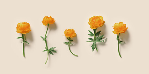 Yellow orange colored flowers Trollius or Globeflower on beige banner, minimal flat lay, aesthetic...