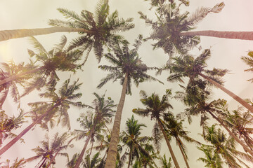 Tropical Palm Canopy with Vintage Filter Effect as Natural pattern, Coconut Palm trees view from...