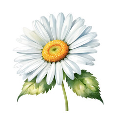 Watercolor Daisy flower PNG image on a transparent background, Watercolor Daisy image isolated on transparent png background