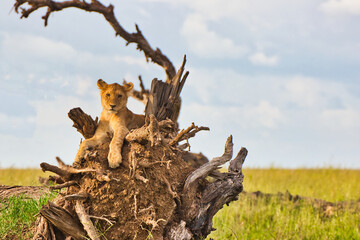 Lioness resting on a tree branch at Serengeti National Park, Tanzania