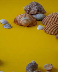 Sea shells on yellow background, summer vacation,