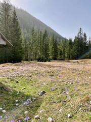 spring in the mountains